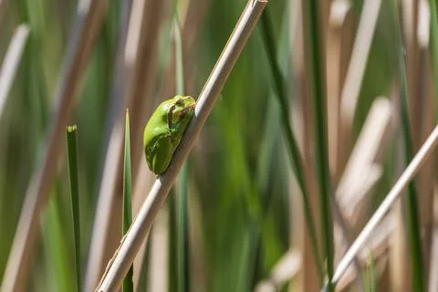 Green tree frog Tree frog - Hyla arborea sitting curled up on a stalk in a re Stock Photos