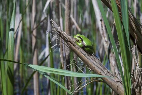 Green tree frog Tree frog - Hyla arborea sitting curled up on a stalk in a re Stock Photos