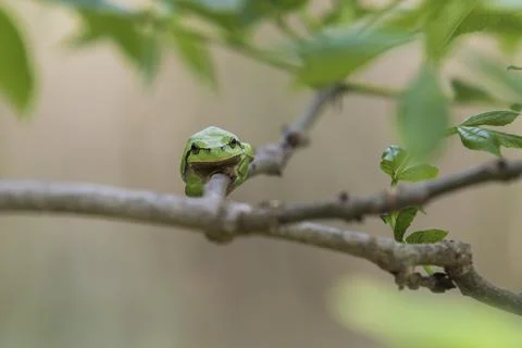 Green tree frog Tree frog - Hyla arborea sitting on a tree branch. There are  Stock Photos