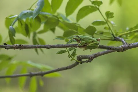 Green tree frog Tree frog - Hyla arborea sitting on a tree branch. There are  Stock Photos