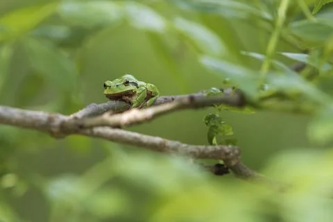 Green tree frog Tree frog - Hyla arborea sitting on a tree branch. There are  Stock Photos
