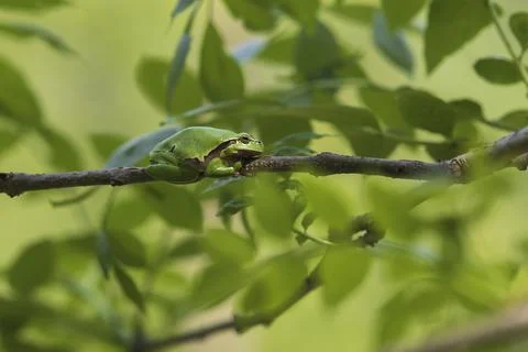 Green tree frog Tree frog - Hyla arborea sitting on a tree branch. There are  Stock Photos
