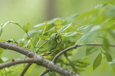 Green tree frog Tree frog - Hyla arborea sitting on a tree branch. There are  Stock Photos