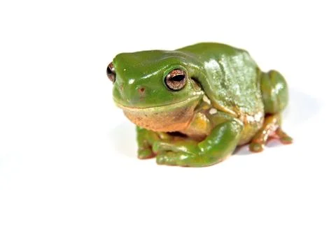Green tree frog on white background Stock Photos