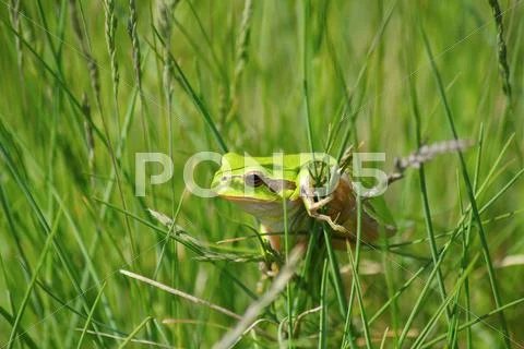 Green tree frog.JPG Stock Photos