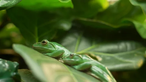 Green tree frogs adaptation to green leaves Stock Footage 315163786