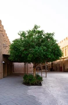 Green Tree in Front of Clay Wall in Dubai Heritage Area Stock Photos