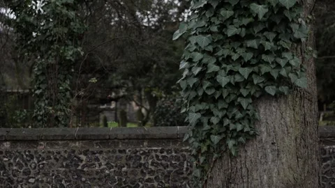 A green tree in front of a stone wall covered with ivy . Stock Footage 300133618