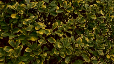 Green tree in the garden Video stock 150227088