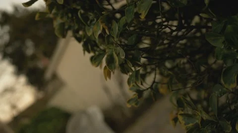 Green tree in the garden Video stock 150227261