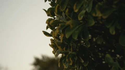 Green tree in the garden Video stock 150227332