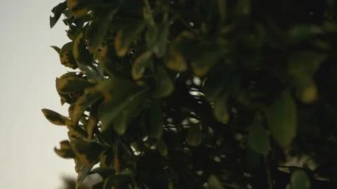 Green tree in the garden Video stock 150227422