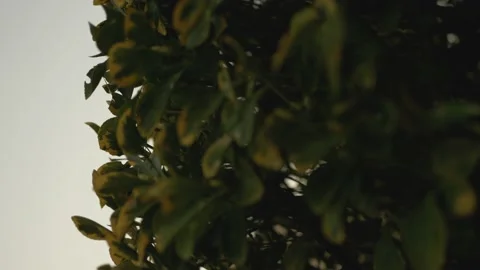 Green tree in the garden Video stock 150227521