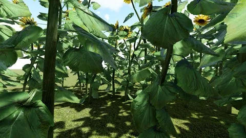 Green Tree in the Garden Stock Footage 338397985