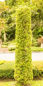 Green tree in the garden. Stock Photos