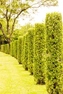 Green tree in the garden. Foto stock