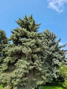 Green Tree In The Garden Stock Photos