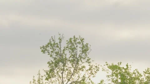 Green tree gently waves in breeze against a cloudy spring sky Stock Footage 331887885