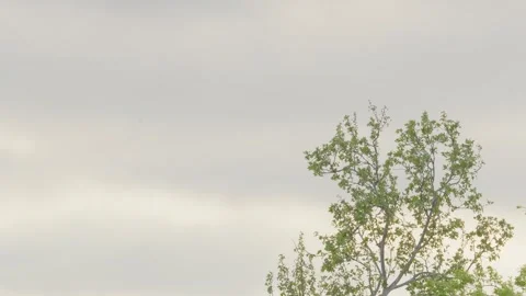 Green tree gently waves in breeze against a cloudy spring sky Stock Footage 331888075