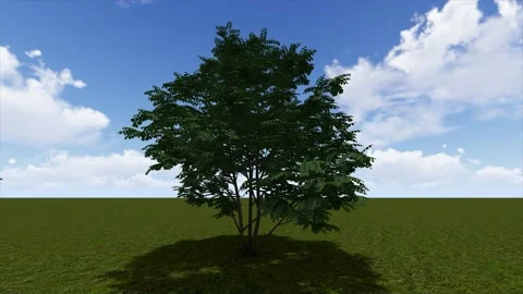 Green Tree On Grass Blue Sky 3D Render Asset 스톡 동영상 346442699