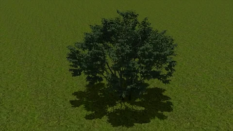 Green Tree On Grass Field 3D Render Asset 스톡 동영상 346444537