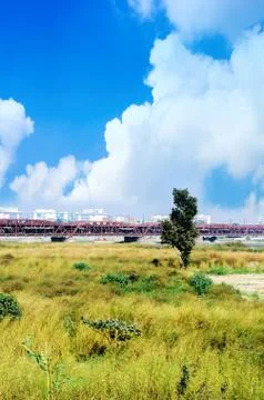 Green tree grass Stock Photos