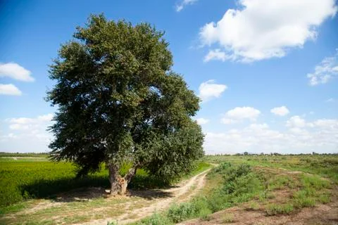 A green tree in the green fields under blue sky Stock Photos