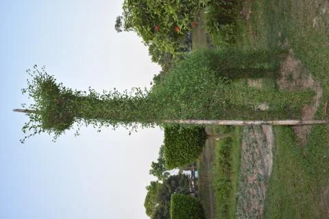 Green tree with ground and sky natural scenery Stock Photos
