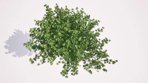 Green tree grow top view big crone Video stock 288089637