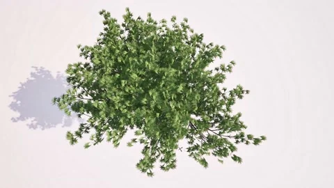 Green tree grow top view big crone Video stock 289076420
