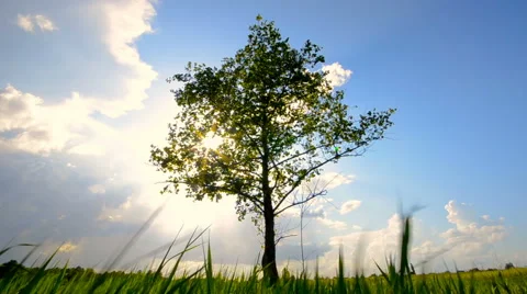 Green tree growing alone in field under cloudy sky Stock Footage 63611514
