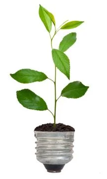 Green tree growing out of a bulb Stock Photos
