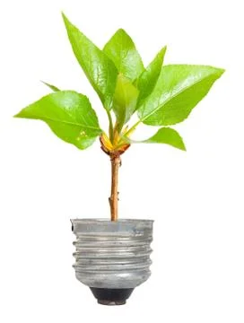 Green tree growing out of a bulb Stock Photos