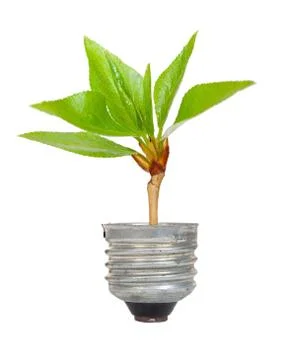 Green tree growing out of a bulb Stock Photos