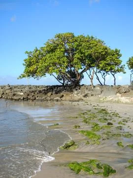 A green tree growing on a sandy spit near the sea Fotos Stock