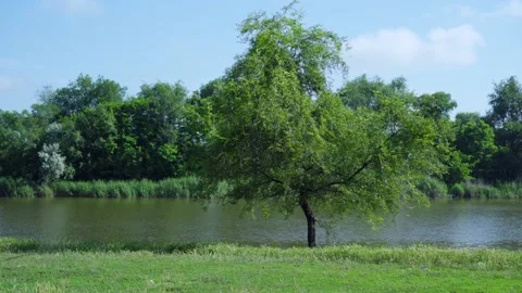 A green tree grows on the banks of a river or lake. Natural landscape. Stock-Footage 132973408
