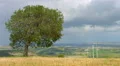 Green tree grows in field, wind turbines spin, beautiful landscape, time-lapse 4k or 4k+ Resolution