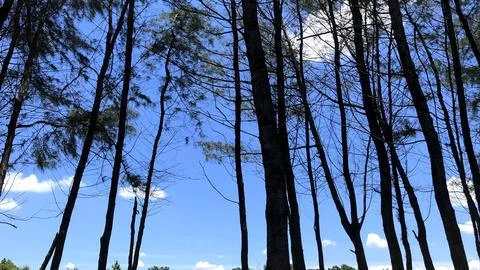 A green tree that grows tall Stock Photos