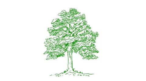 Green tree hand draw Video stock 45426694