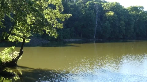 Green tree hanging over moving lake water Stock-Footage 339341258
