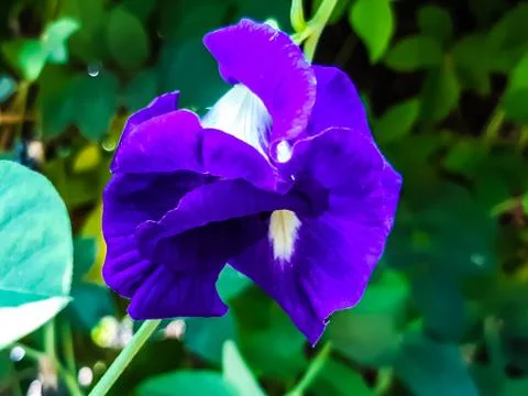 The green tree has blue invincible flowers and green background. Stock Photos