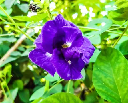 The green tree has blue invincible flowers and green background. 库存照片