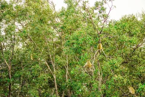 Green tree with A herd of monkeys catch on branch of tree, Mangroves tree for Stock Photos