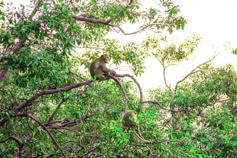 Green tree with A herd of monkeys catch on branch of tree, Mangroves tree for Stock Photos