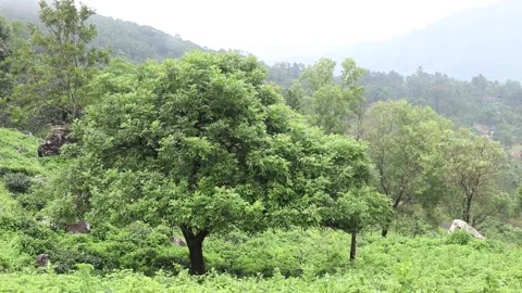 Green tree in the hillside Stock Footage 159151427