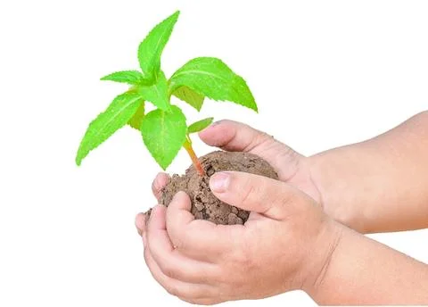 Green tree in human hands Stock Photos