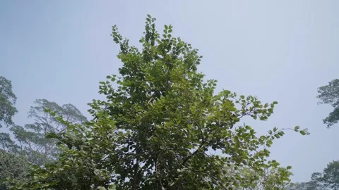 A Green Tree Illuminated by Sunlight on a Bright Sunny Day Video stock 290169687