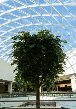 Green tree inside a big modern shoping mall. Stock Photos