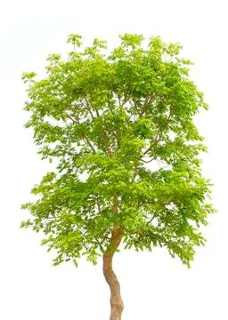 Green tree isolate on white Stock Photos