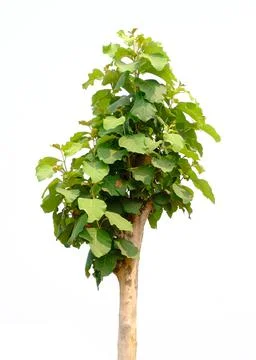 Green tree isolate on white Stock Photos